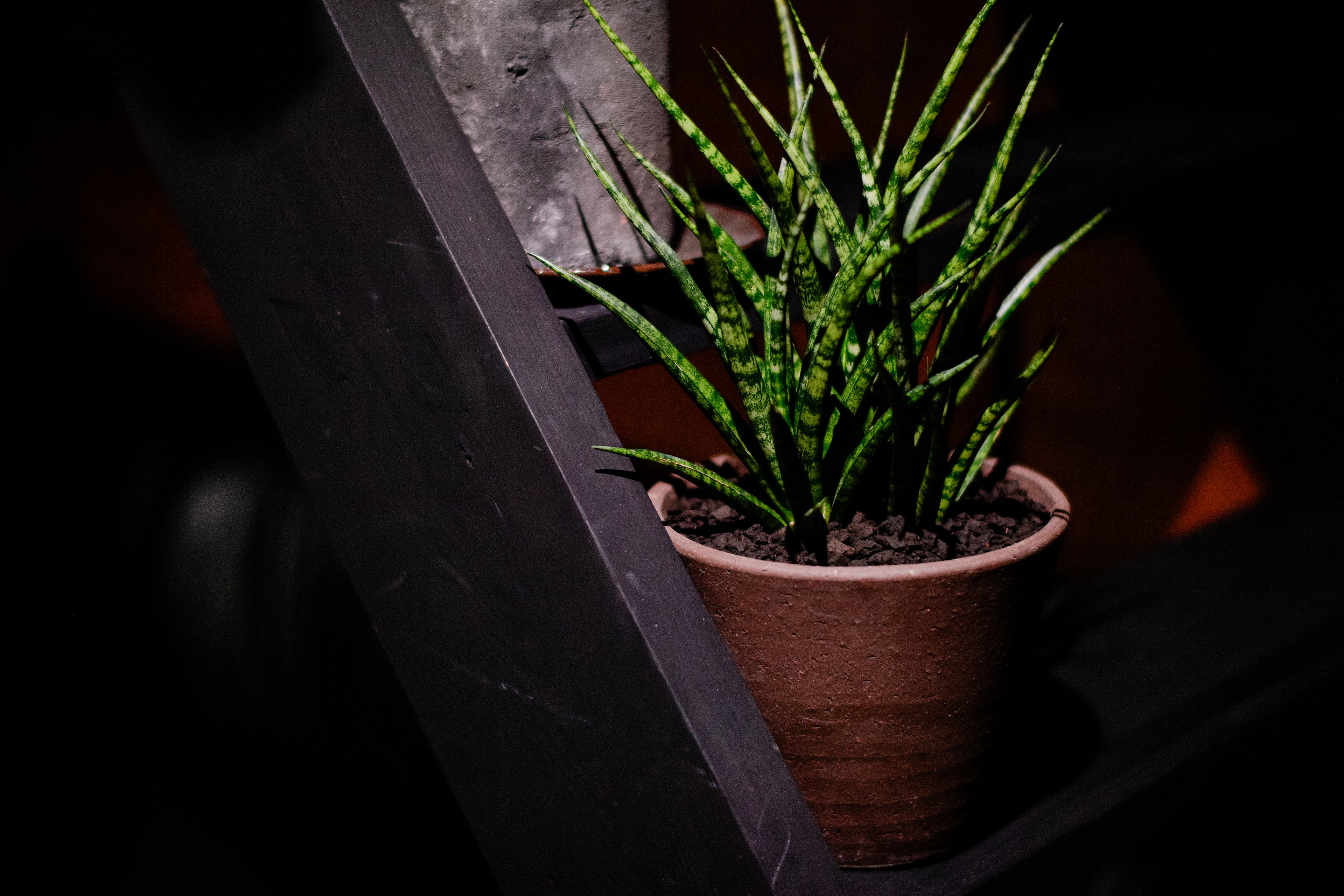 サンスベリア ファーンウッド