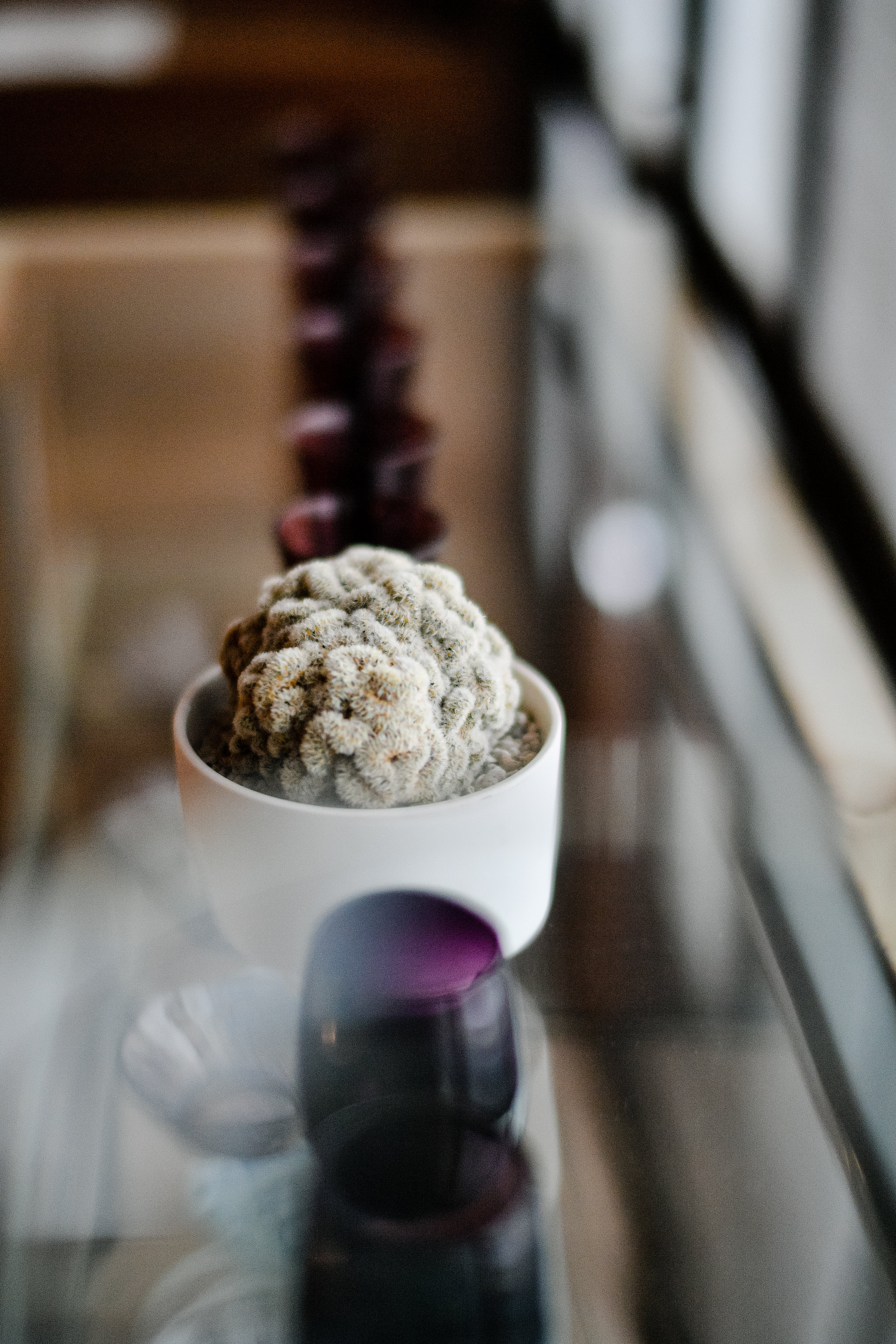 マミラリア カルメナエ