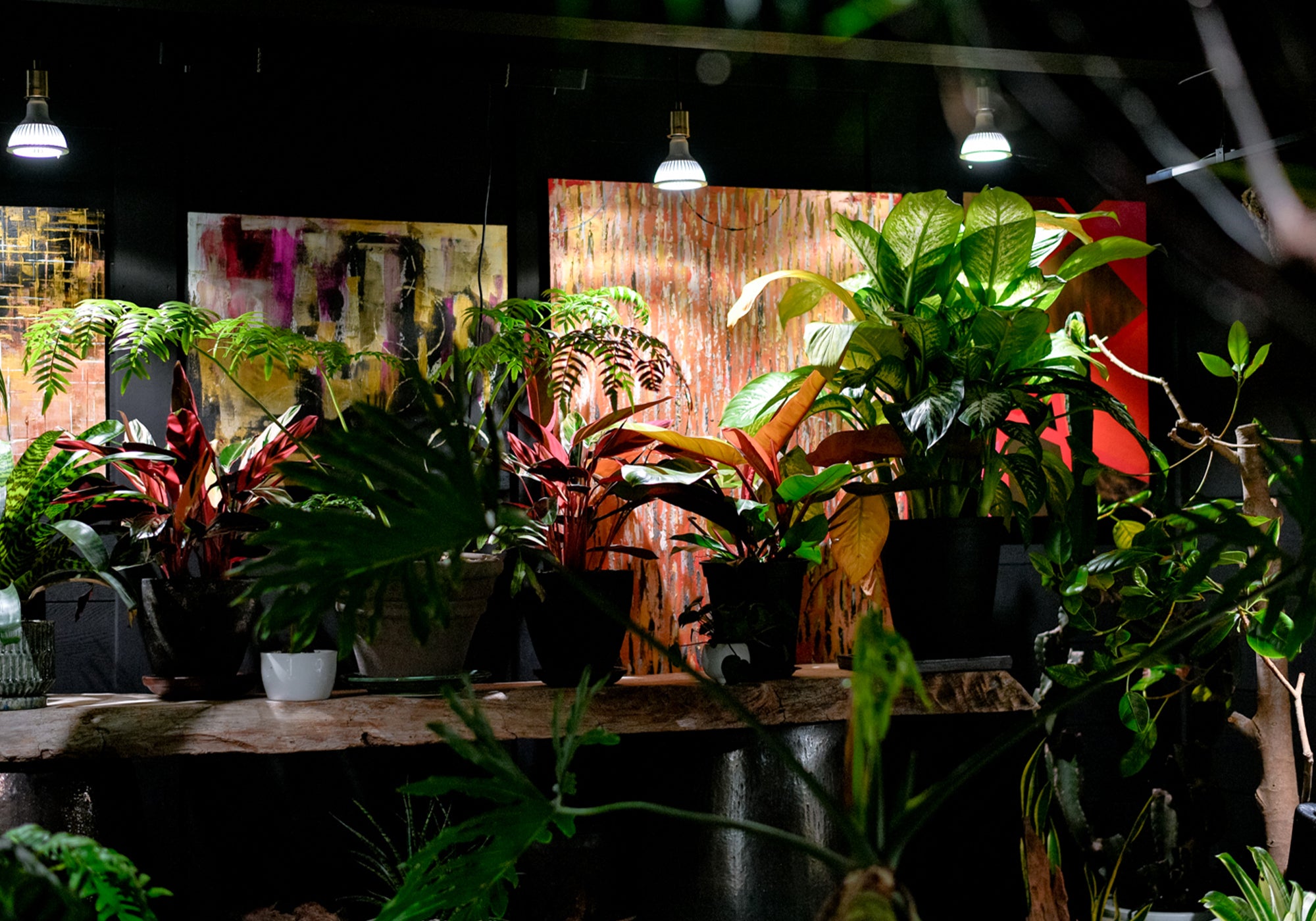 カラフルな植物