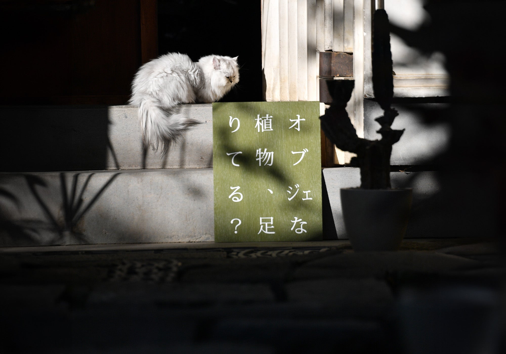 オブジェな植物、足りてる?